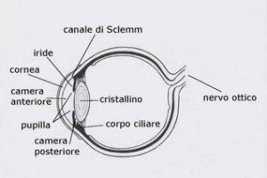 occhio anatomia 1